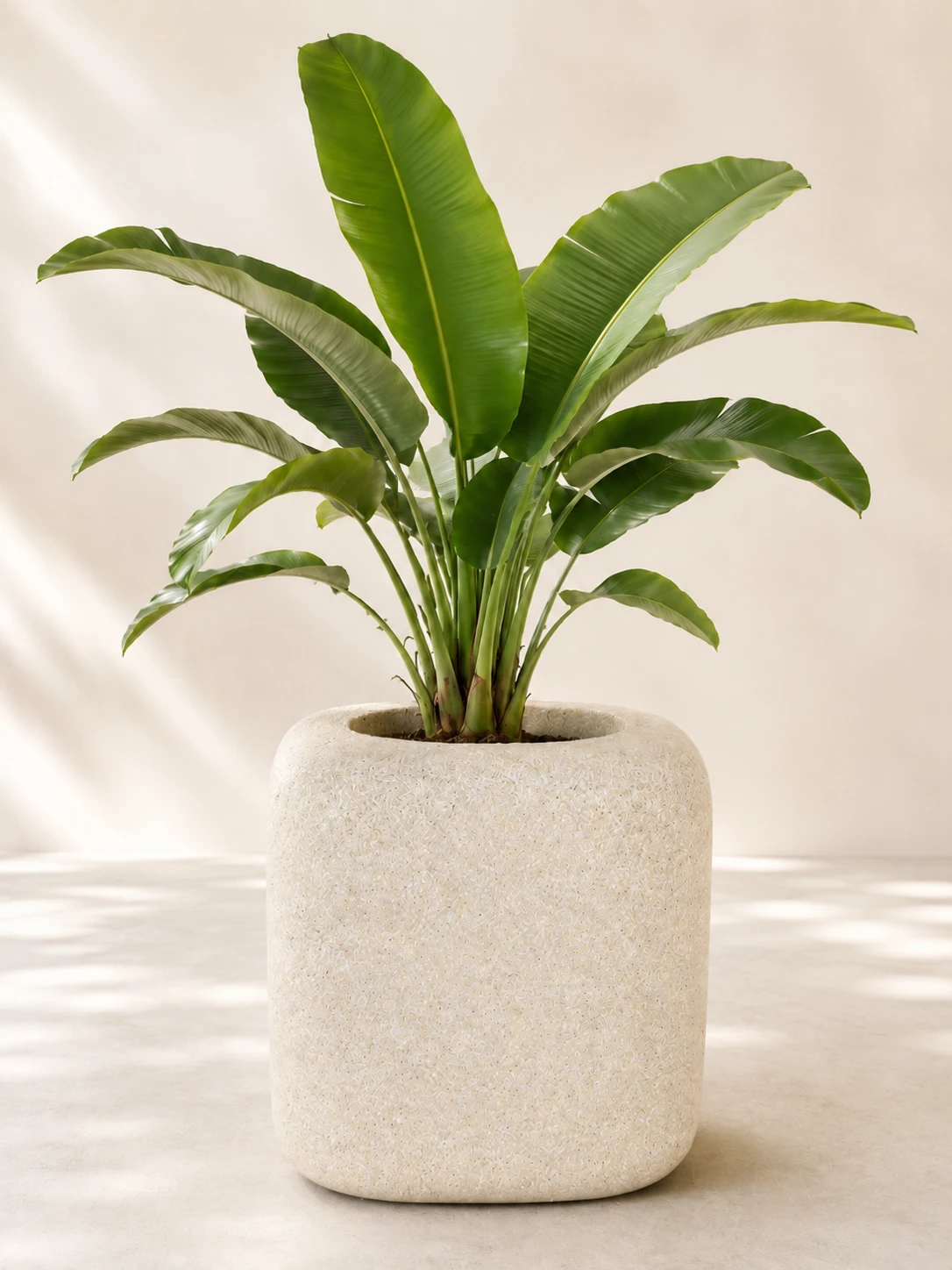 Designový květináč Banana Leaf, Aurea Forma